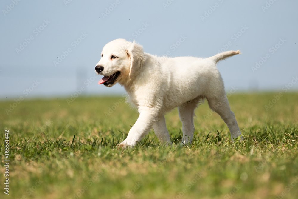 .puppy retriever .puppy retriever