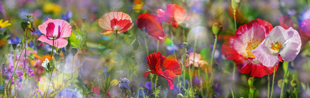 summer meadow with red poppies - obrazy, fototapety, plakaty 