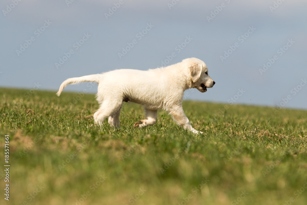 Fototapeta premium .puppy retriever 