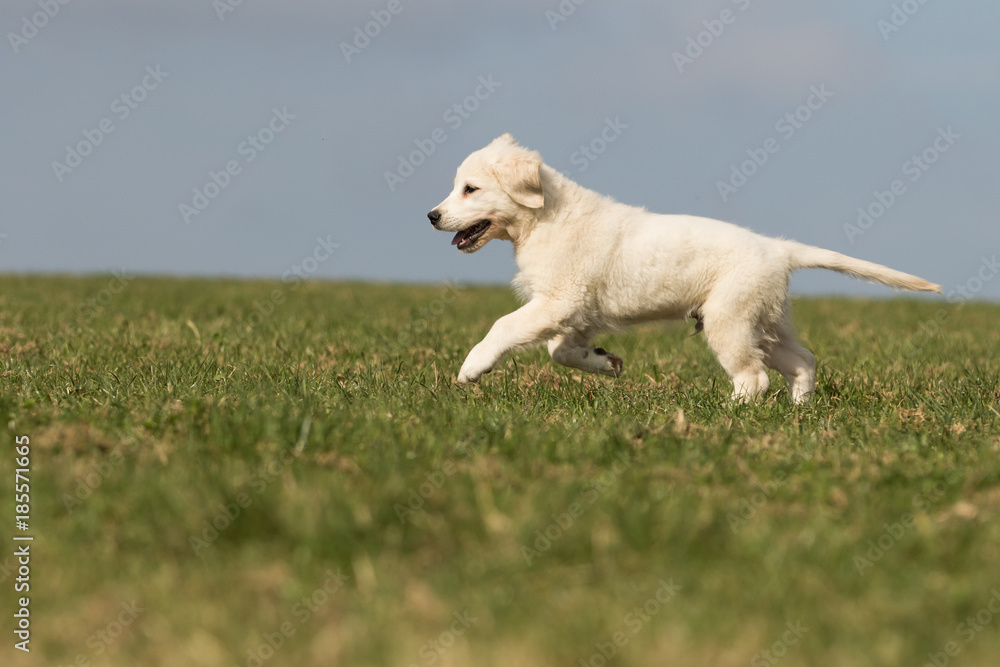 .puppy retriever .puppy retriever