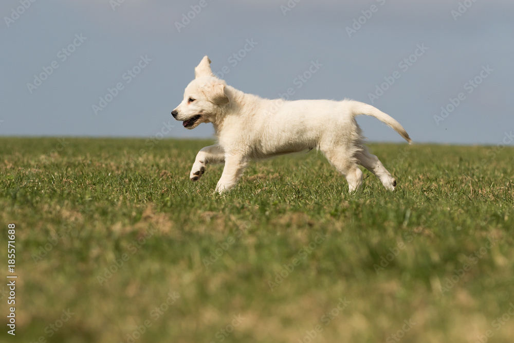 .puppy retriever .puppy retriever