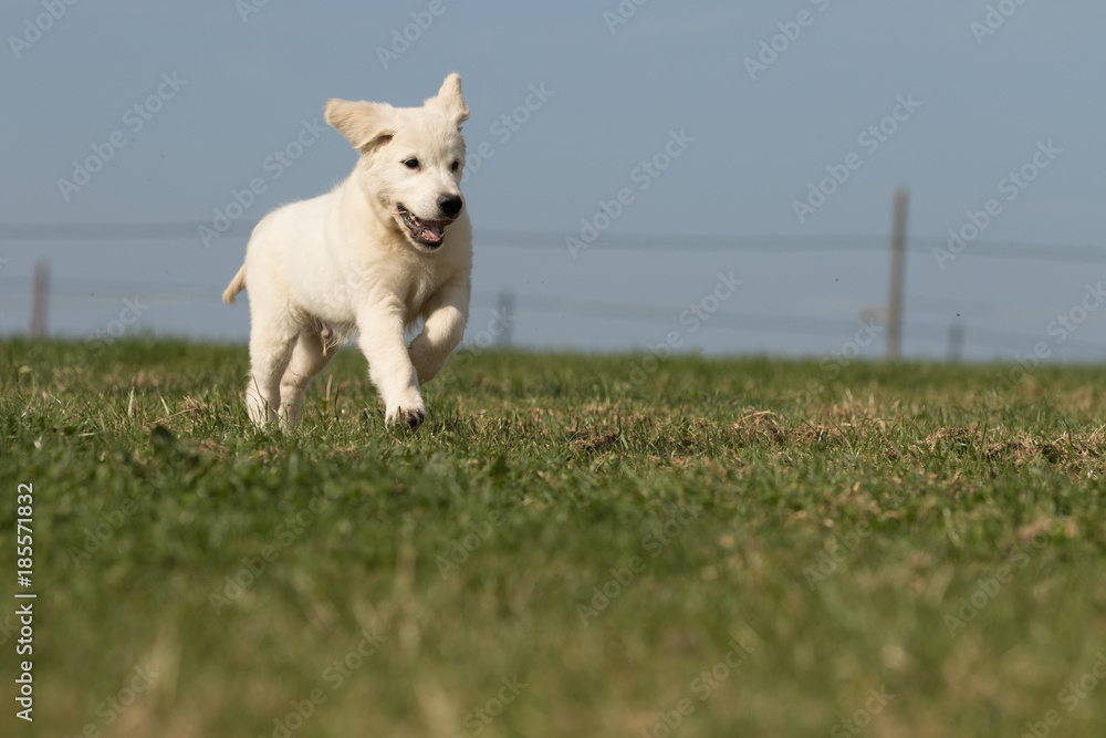 .puppy retriever 