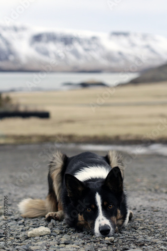 watch dog with fjord and mountains in Iceland