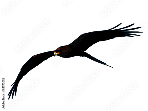 Flying eagle colour plain vector illustration isolated on white background