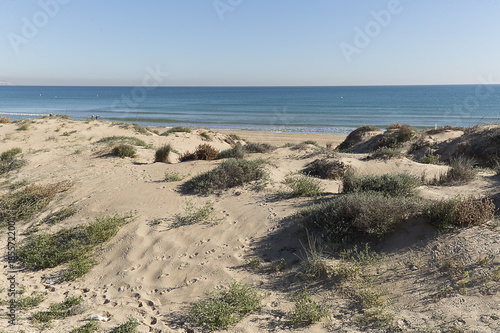 Fototapeta Naklejka Na Ścianę i Meble -  Dunes in the Marina in the municipality of Elche, province of Alicante