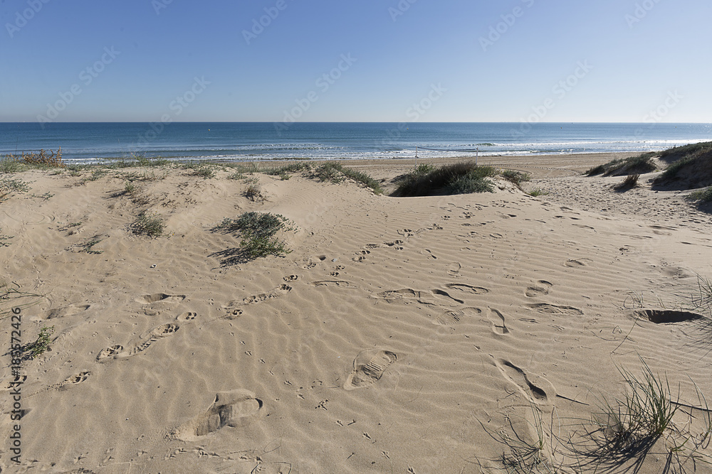 Dunes in the Marina in the municipality of Elche, province of Alicante Dunes in the Marina in the municipality of Elche, province of Alicante