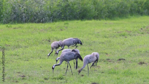 Kranich Familie am Rastplatz, Rügen Bock Region, Herbst, (Grus grus)
 photo