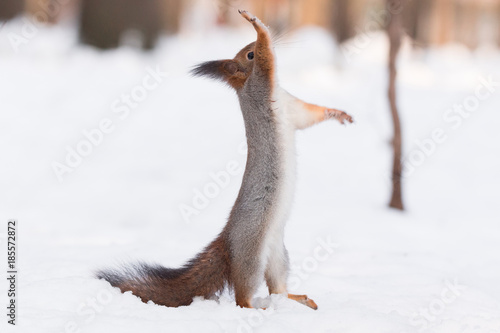 Fototapeta squirrel in the snow