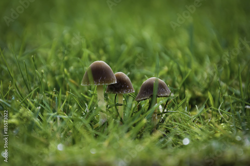 Mushroom,champignon,automne,nature,macro,photographie,feuilles