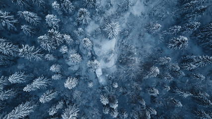 Drone photo of snow covered evergreen trees after a winter blizzard in Lithuania.