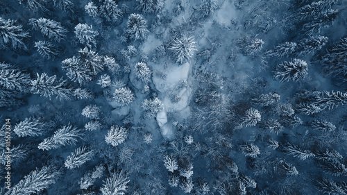 Drone photo of snow covered evergreen trees after a winter blizzard in Lithuania. © puzurin