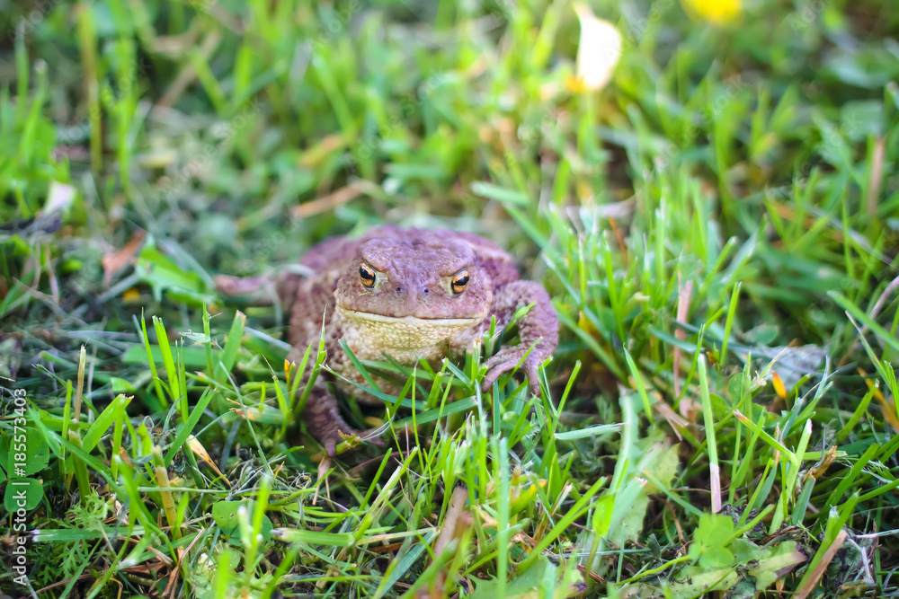 Obraz premium European brown toad