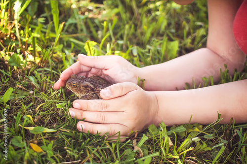 European brown toad. A child touching brown toad sitting on green summer grass in wild nature