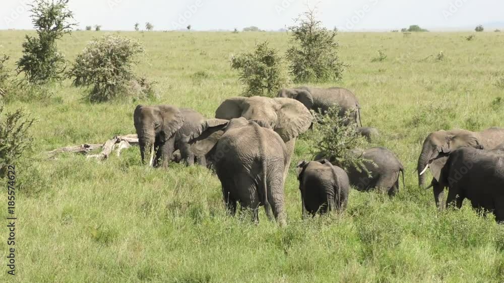 Herd of Elephants moving in the Serengeti Herd of Elephants moving in the Serengeti
