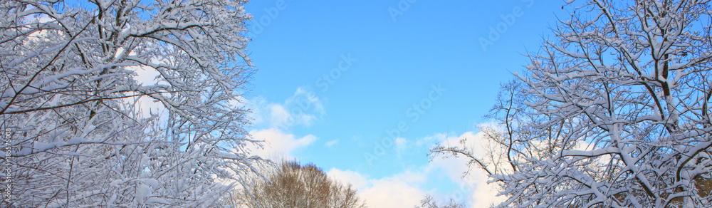 Winter landscape with snow covered trees in the forest. Winter landscape with snow covered trees in the forest.