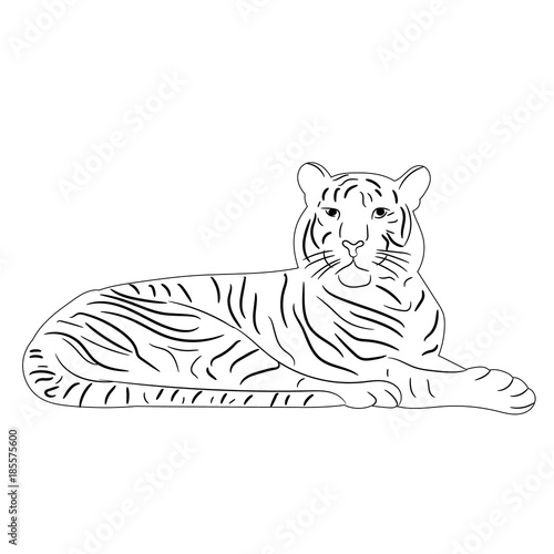 isolated sketch of a tiger lies