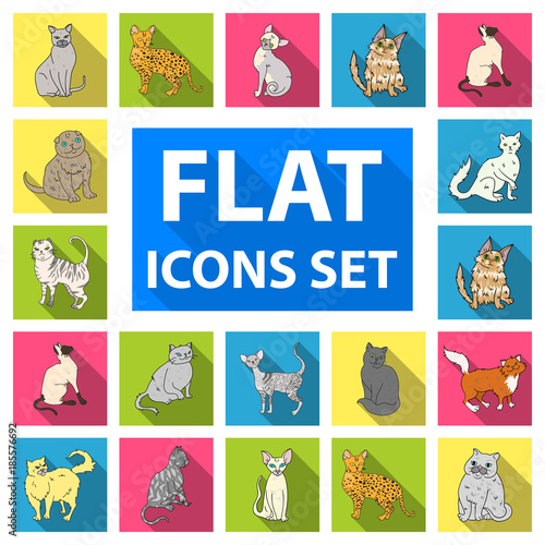 Breeds of cats flat icons in set collection for design. Pet cat vector symbol stock web illustration.