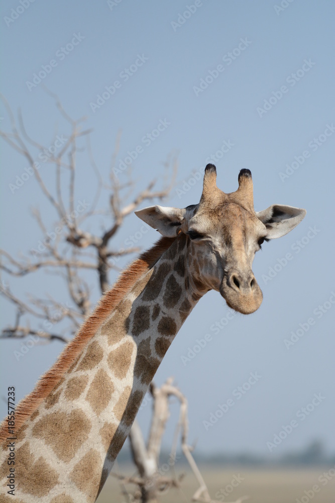 Giraffe's portrait Giraffe's portrait