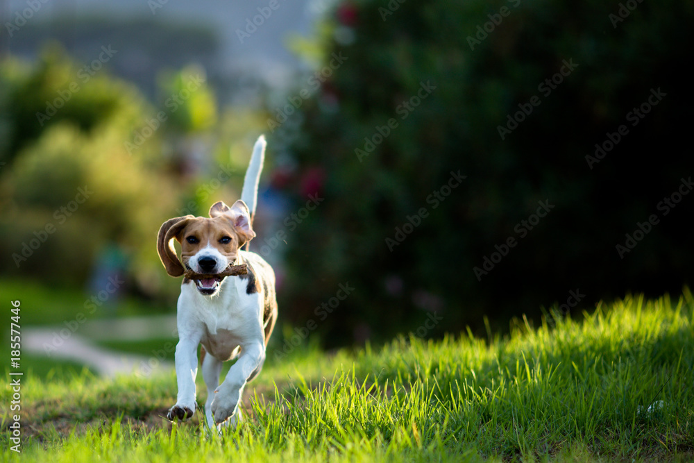 Perro beagle jugando al aire libre, animal de compañía