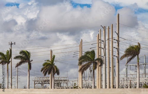 Orlando Palm Trees with Power Cables on the roadside