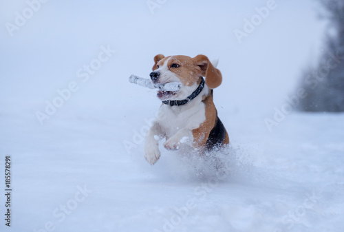 Beagle dog running around and playing with a stick in the snow