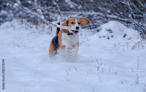 Beagle dog running around and playing with a stick in the snow