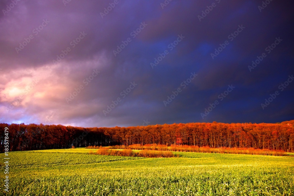 Obraz premium Green field in golden light after a storm