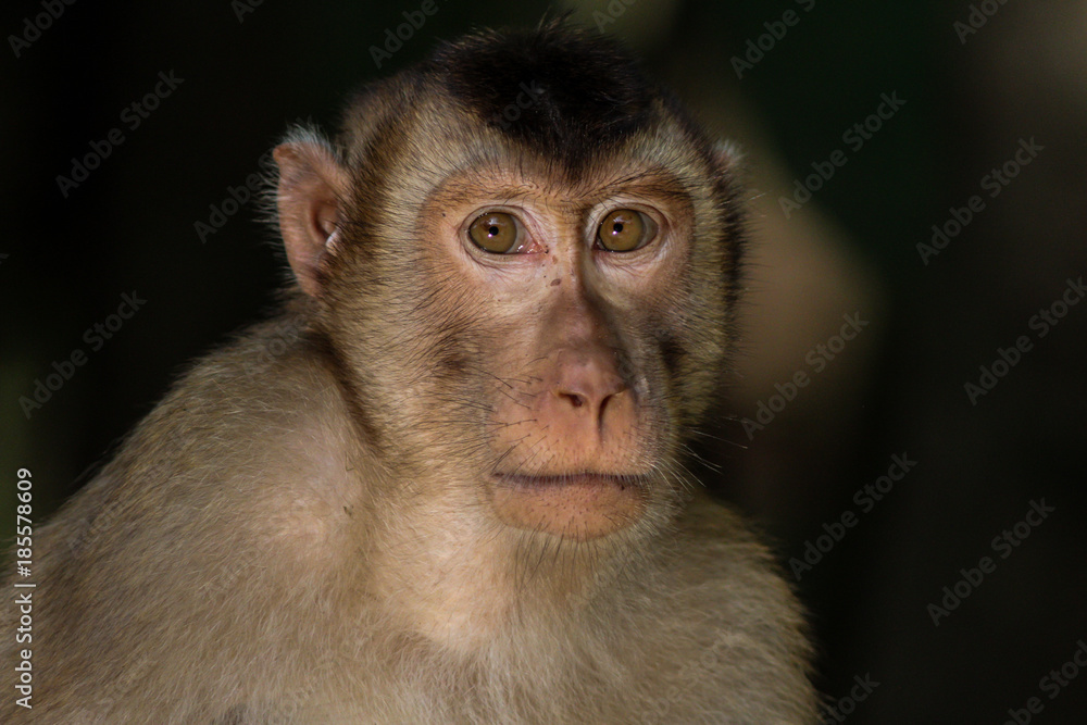 Macaco Macaco