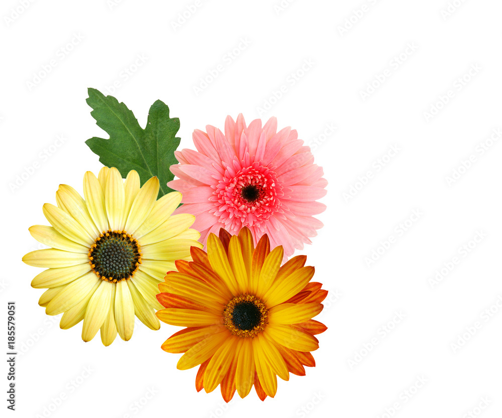 Daisy family Daisy family