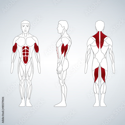 Full length muscle body, front, back view of a standing man