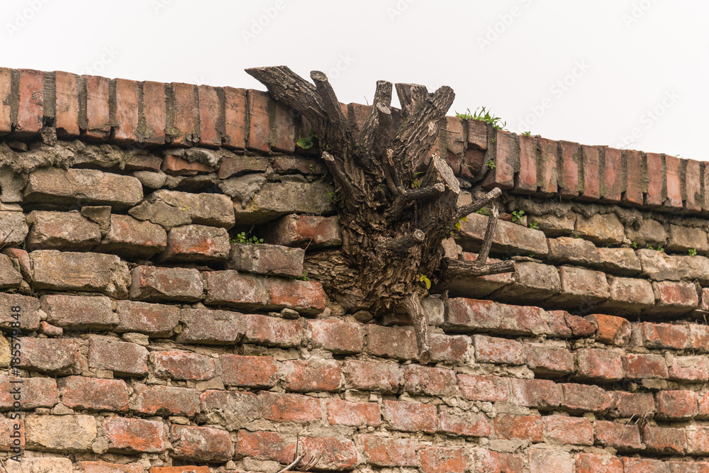wood and nature come out of the wall wood and nature come out of the wall