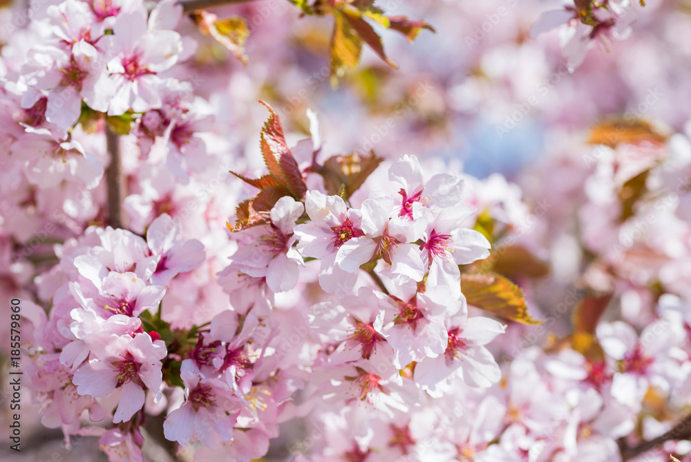 Blossom cherry Blossom cherry
