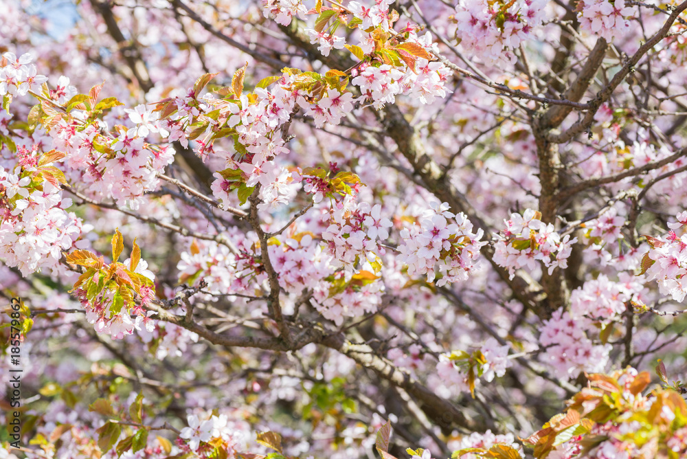 Blossom cherry Blossom cherry