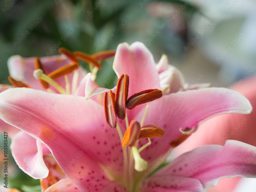 Stamens of Pink Lily Blooming