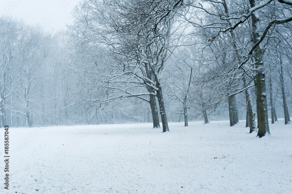 Forest under the snow in winter, Rotterdam, Netherlands Forest under the snow in winter, Rotterdam, Netherlands