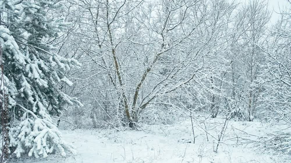 A heavy wet snowfall in forest. Horisontal panning A heavy wet snowfall in forest. Horisontal panning