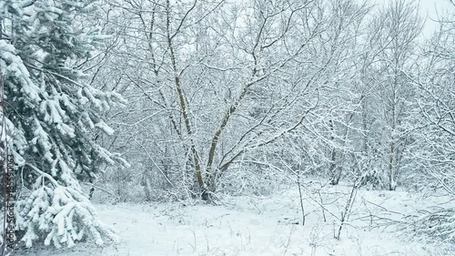 Wallpaper Mural A heavy wet snowfall in forest. Horisontal panning Torontodigital.ca