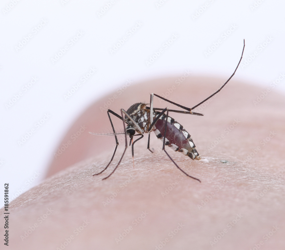 Aedes aegypti Mosquito. Close up a Mosquito sucking human blood, Stock  Photo | Adobe Stock