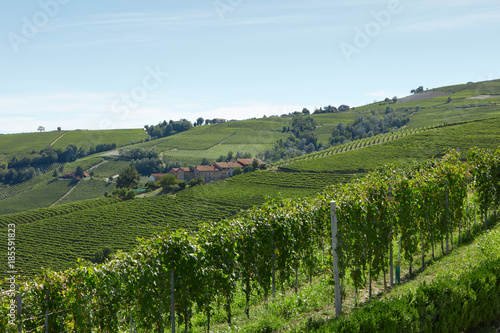 Green vineyards and hills in a sunny day, blue sky