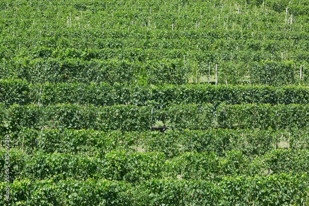 Vineyards, green pattern background in a sunny day Vineyards, green pattern background in a sunny day