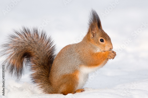 squirrel in the snow © alexbush