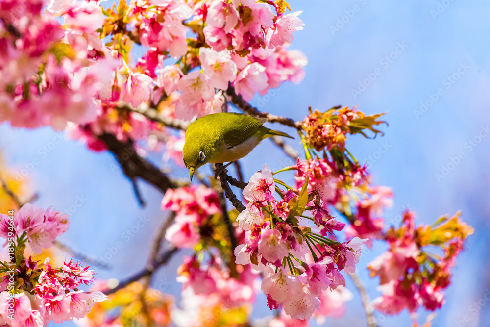 The Japanese White-eye.The background is cherry blossoms(Japanese name Oh-kanzakura). Located in Tokyo Prefecture Japan. The Japanese White-eye.The background is cherry blossoms(Japanese name Oh-kanzakura). Located in Tokyo Prefecture Japan.