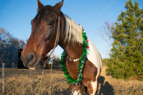 Christmas portrait of a horse