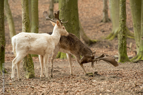 Bild auf Leinwand Damwild - Dama dama