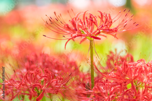 Fototapeta Naklejka Na Ścianę i Meble -  Close - up Red spider lily in autumn