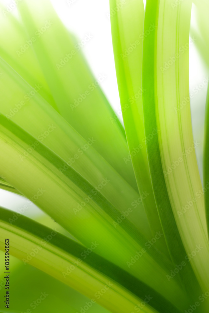 Leaf Leaf
