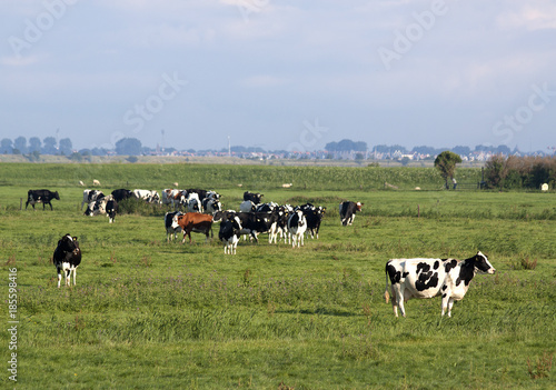 Cows in the meadow
