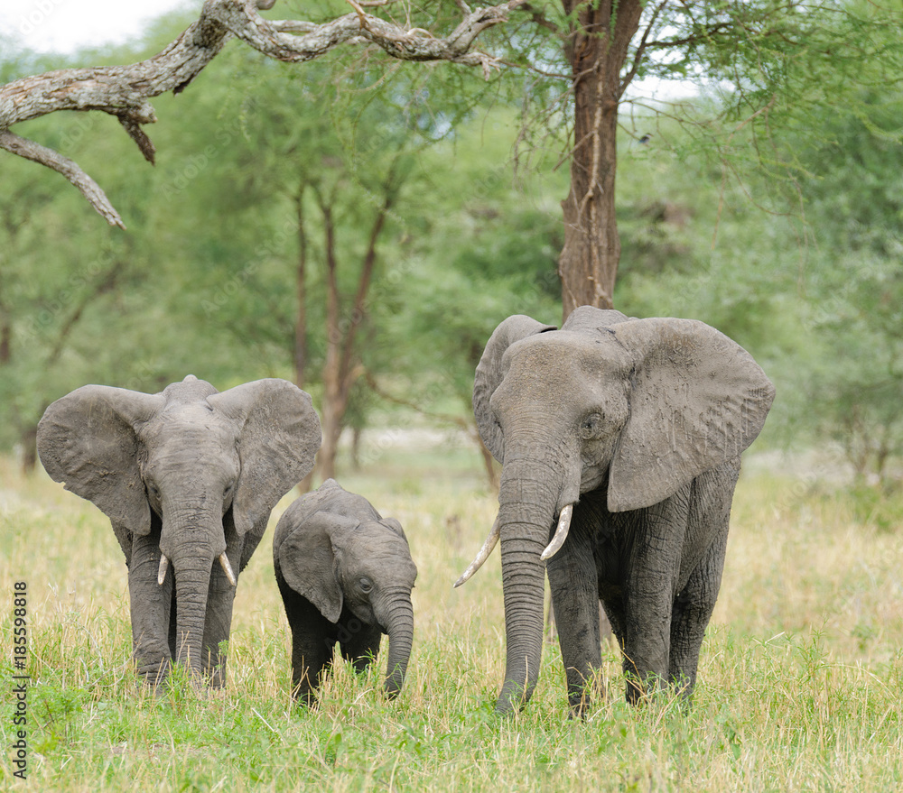 Obraz premium Closeup of African Elephant (scientific name: Loxodonta africana, or 