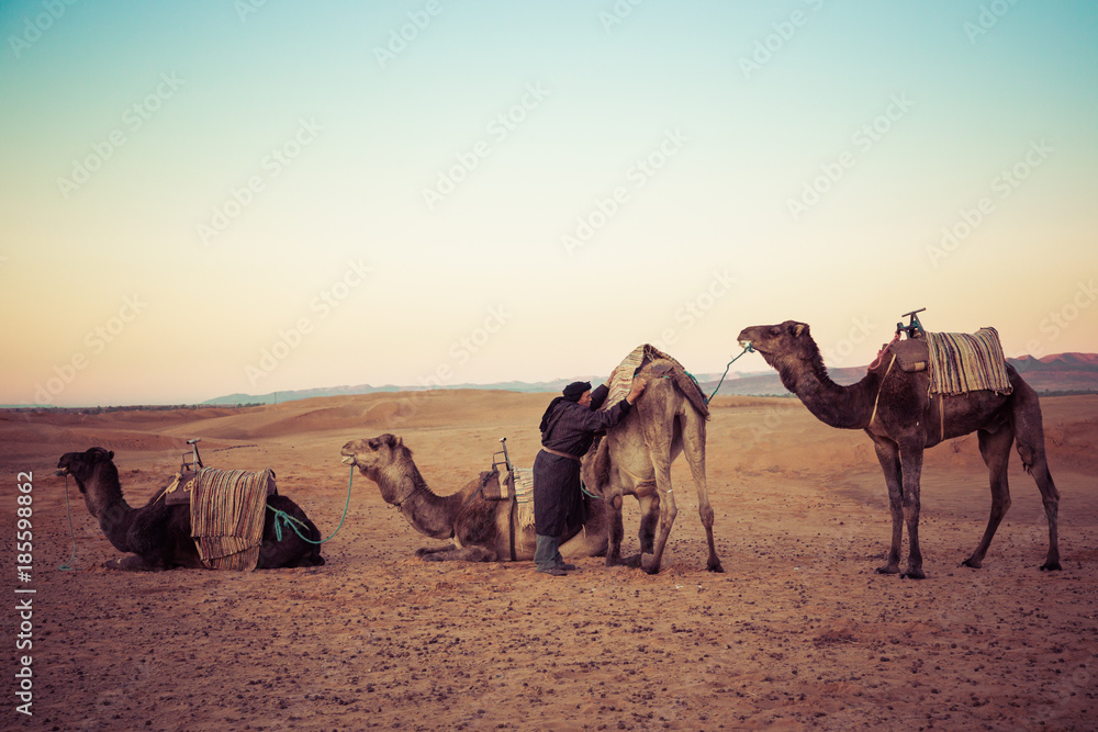 Fototapeta premium Camels on the sand dunes in the Sahara Desert. Morocco, Africa.