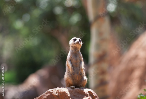 Meerkat in the biopark of Valencia, Spain photo